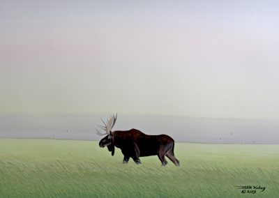 Moose in Summer Field