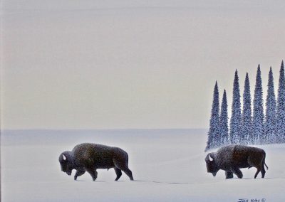 Buffalo’s in Winter Morning