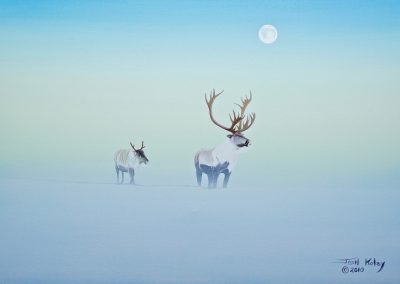 Caribou in Winter Morning